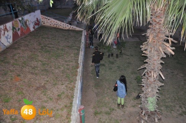 trees yaffa jamhairea (19).JPG